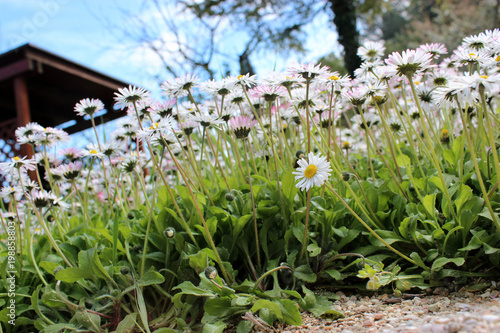 margherite rigogliose viste dal basso con gazebo e alberi sullo sfondo