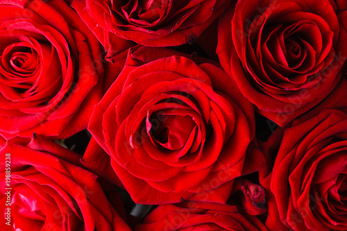 Dark red roses , close up view