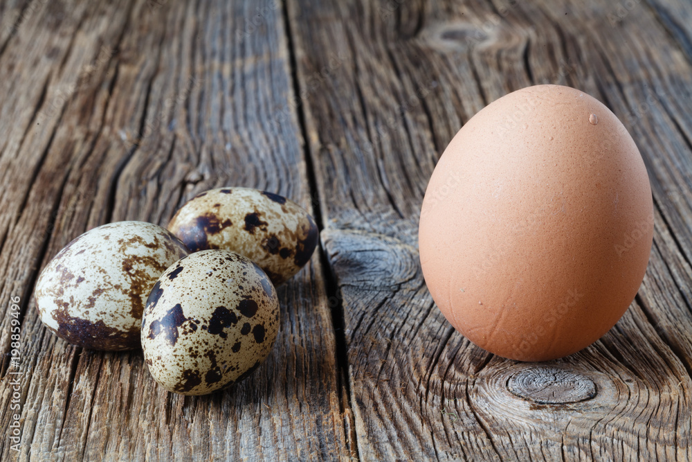 comparison of quail eggs and chicken comparison of quail eggs and chicken