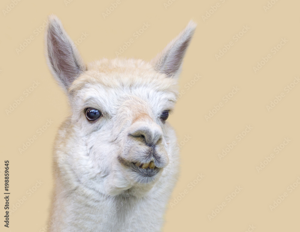 Obraz premium Alpaca portrait