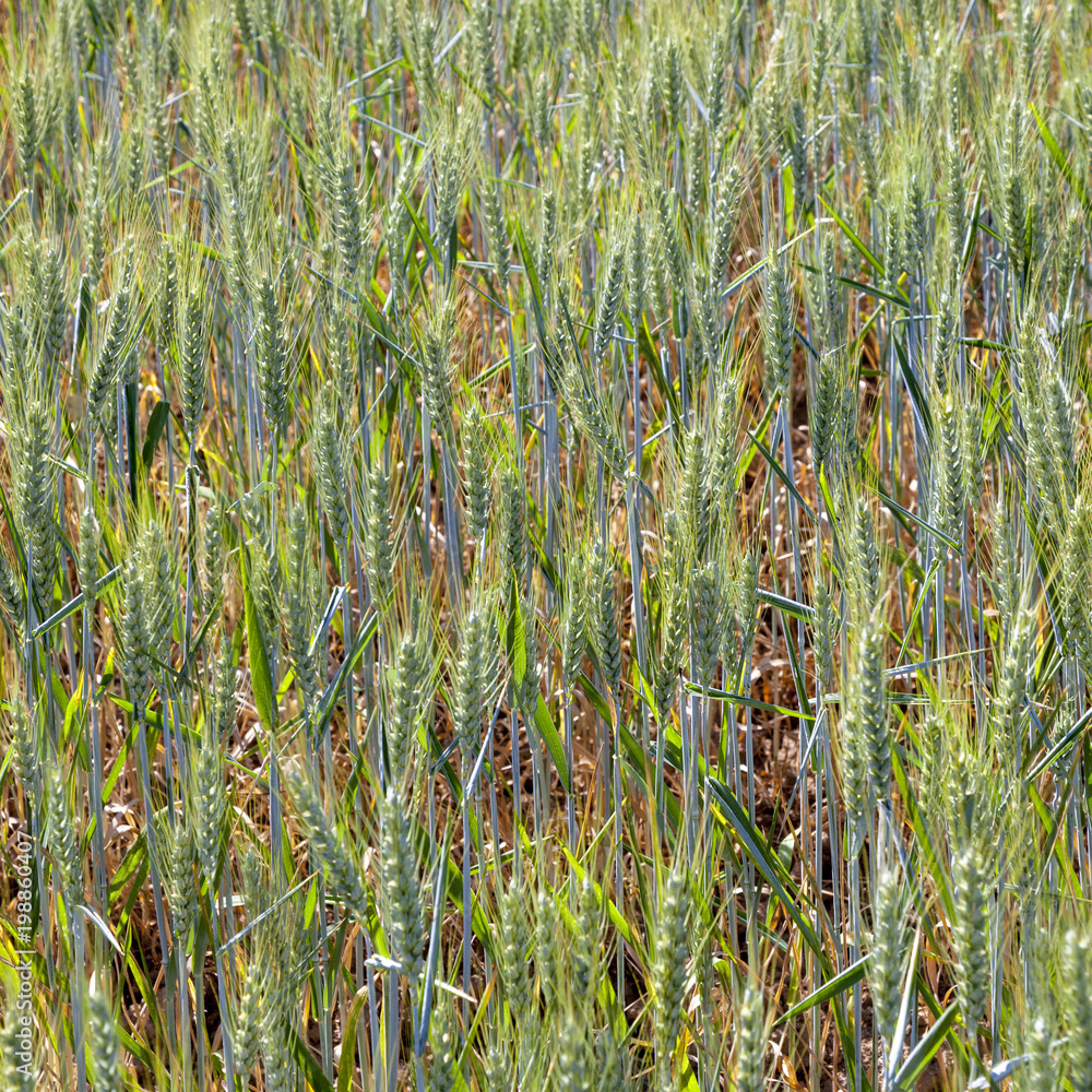 Obraz premium green corn field