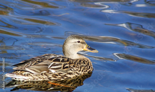 Mallard duck female swimming on calm blue waters 
