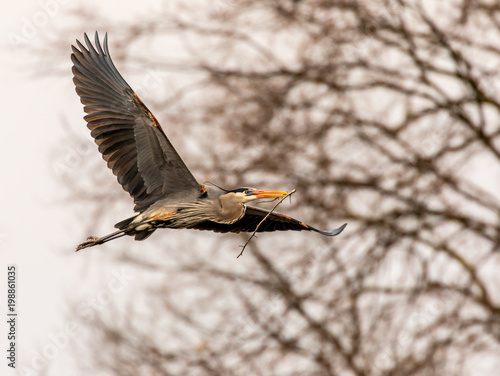 Nesting Blue Heron