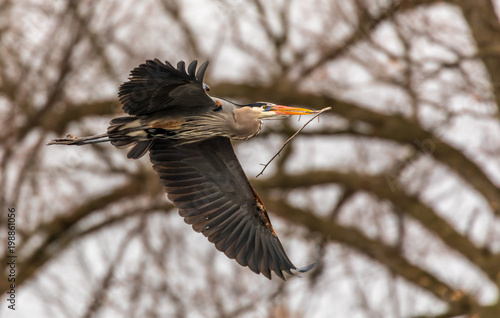 Nesting Blue Heron
