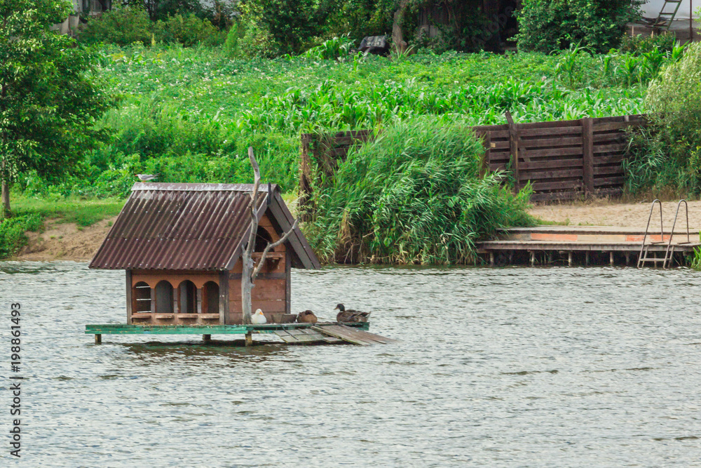Ducks at a floating duck house on the lake. summer Ducks at a floating duck house on the lake. summer