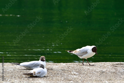 Three black headed gulls near the river