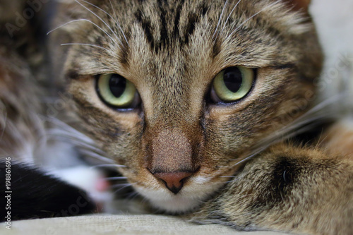 Portrait of a short-haired domestic cat