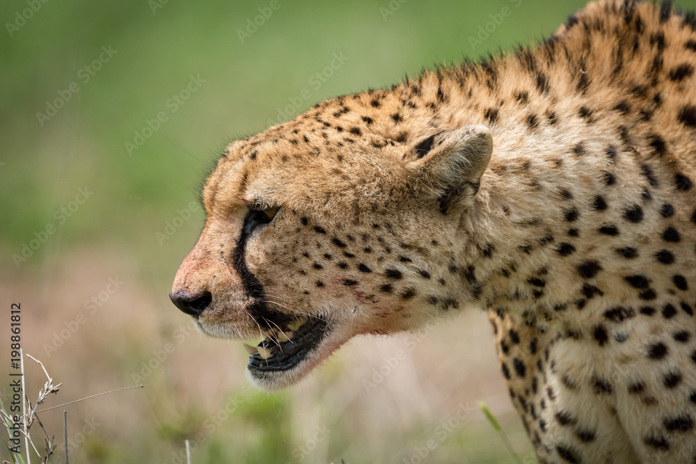 Close-up of cheetah walking with bloodied mouth Close-up of cheetah walking with bloodied mouth