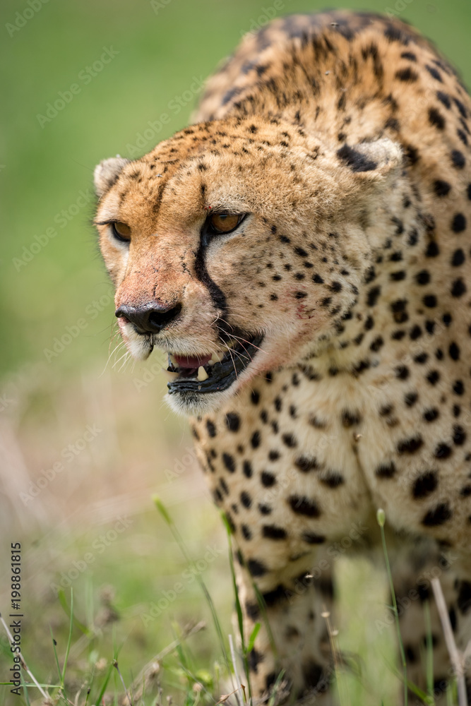Close-up of cheetah walking with bloodied face Close-up of cheetah walking with bloodied face