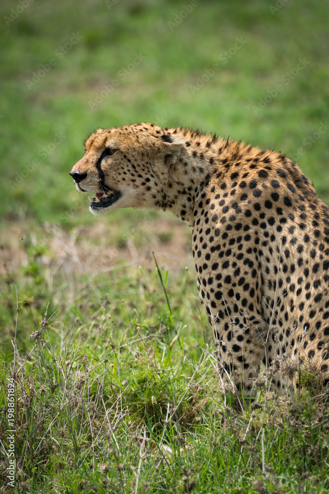 Close-up of cheetah sitting staring over grassland Close-up of cheetah sitting staring over grassland