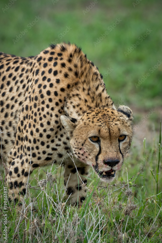 Close-up of cheetah lowering head on grassland Close-up of cheetah lowering head on grassland