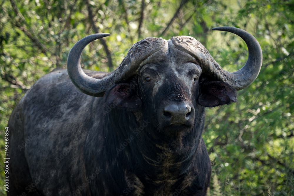 Close-up of Cape buffalo looking towards camera Close-up of Cape buffalo looking towards camera