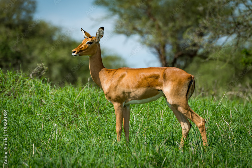Female impala with head turned in grass Female impala with head turned in grass