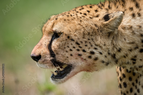 Close-up of cheetah walking with bloody mouth
