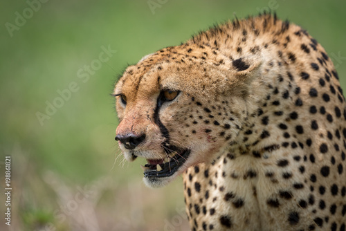 Close-up of cheetah sitting with bloodied mouth
