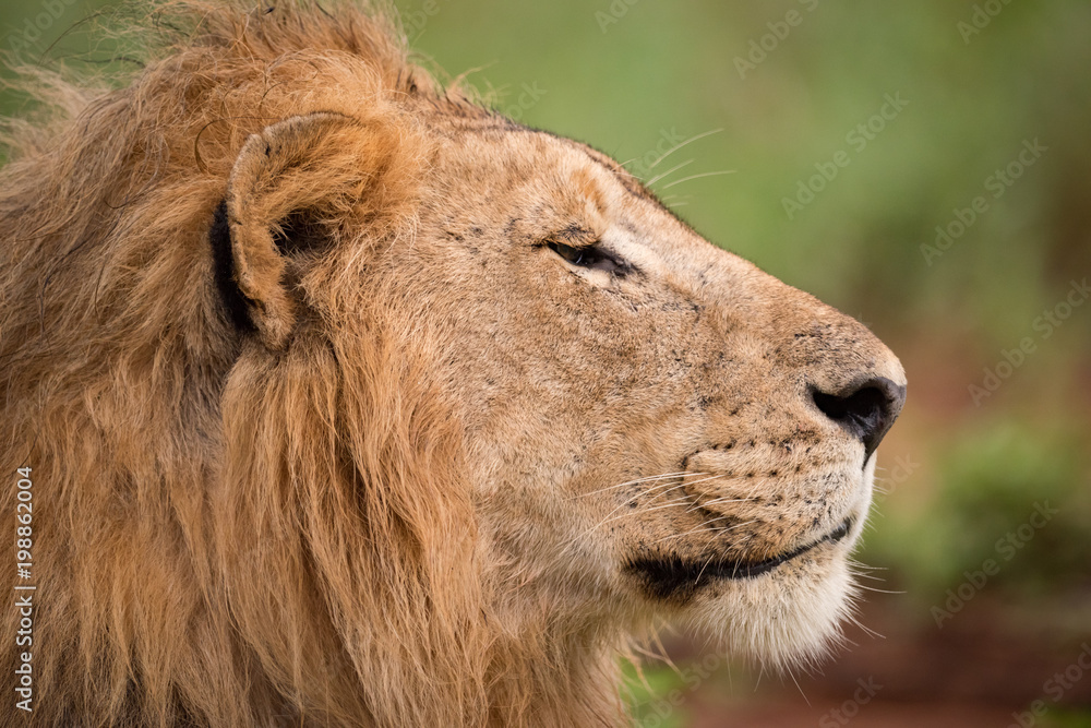Close-up of male lion head in profile Close-up of male lion head in profile
