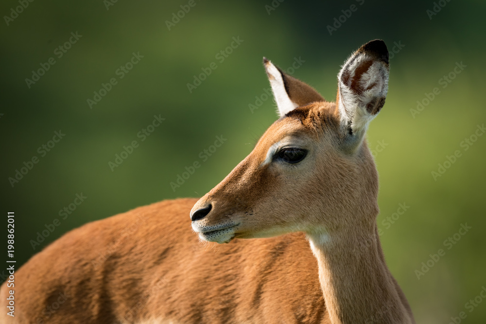 Close-up of female impala with turned head Close-up of female impala with turned head