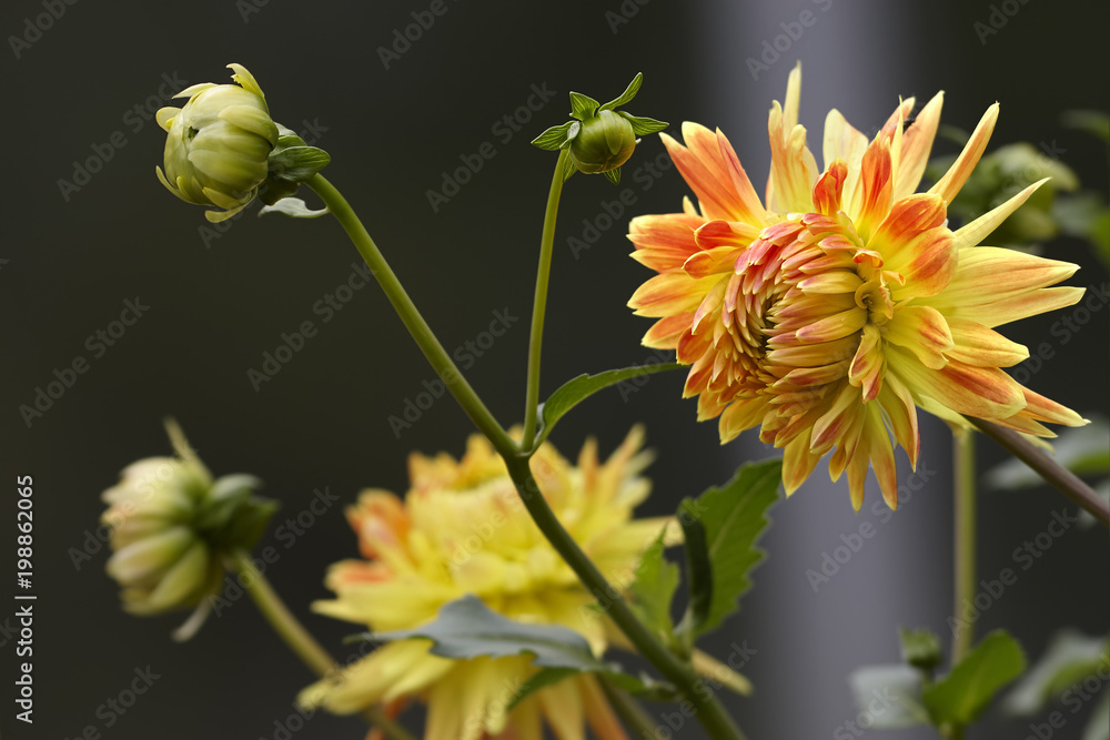 Dahlia branch