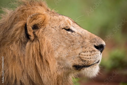 Fototapeta Naklejka Na Ścianę i Meble -  Close-up of male lion head in profile