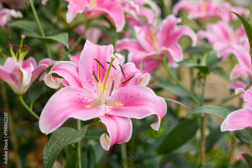 Lilly pink color Flower in garden.