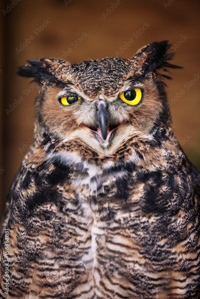 Fototapeta premium Close-up of an angry great horned owl