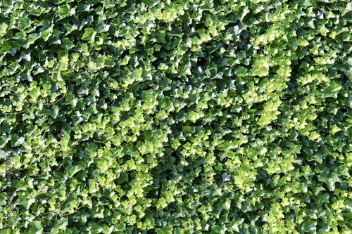 natural green ivy leaves wall background