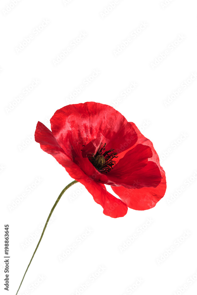 Fototapeta premium kwiat maku na białym tle