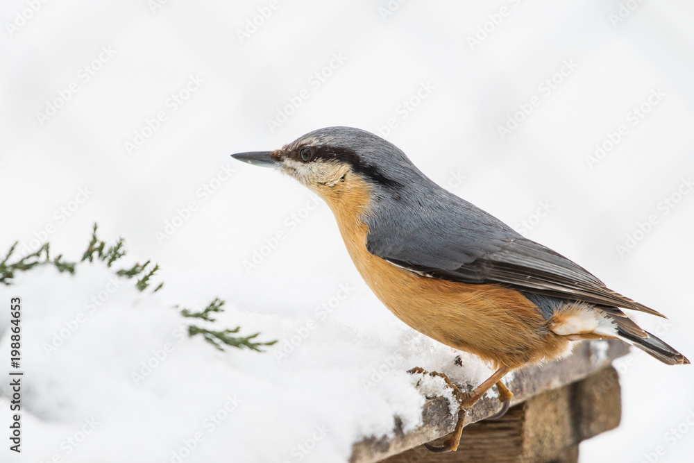 Fototapeta premium Kleiber im Winter