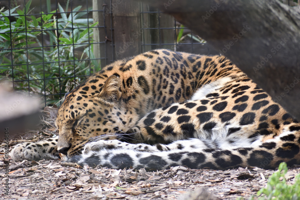 photo of the leopard resting after eating photo of the leopard resting after eating