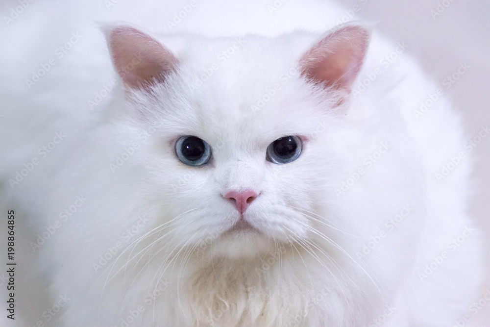 The cutie white persian cat is looking at something The cutie white persian cat is looking at something