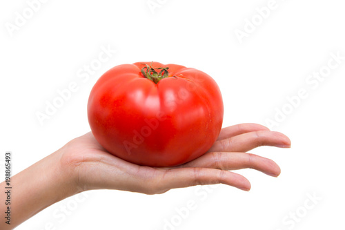 woman's hand showing fresh big red tomato isolated on white with clipping path