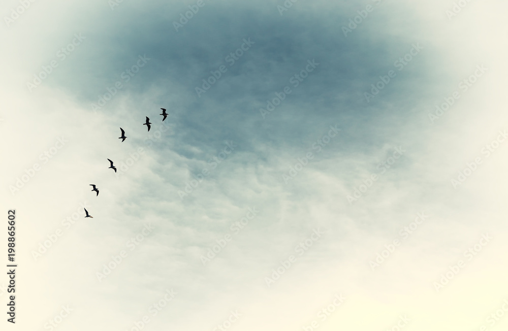 Fototapeta premium surreal enigmatic picture of flying birds . minimalism and dream concept.