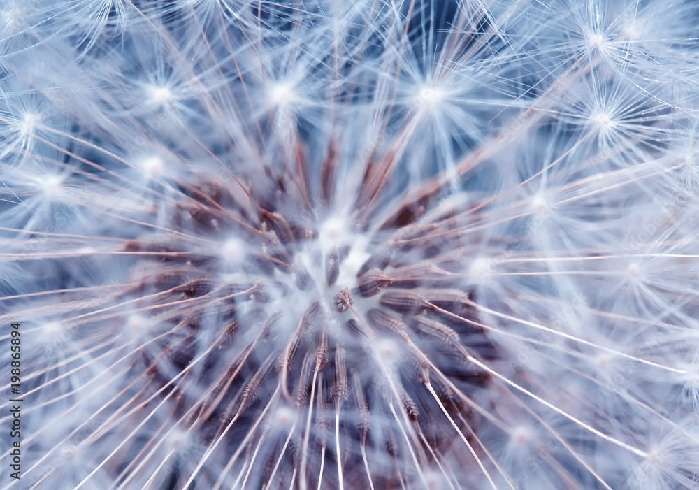 Naklejka premium natural background of airy light dandelion flower with white light seeds on plant head