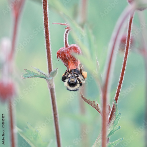 shaggy bumps on the summer meadow over flowers and pollinates them