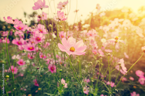 field cosmos flowre and sunset with vintage tone.
