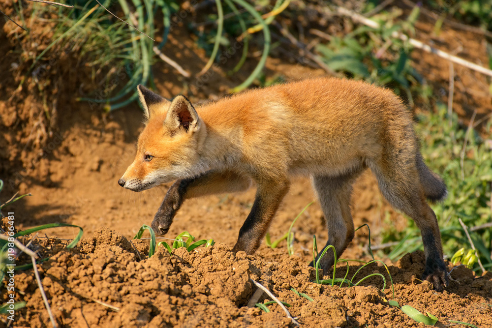 young Fox near his hole young Fox near his hole