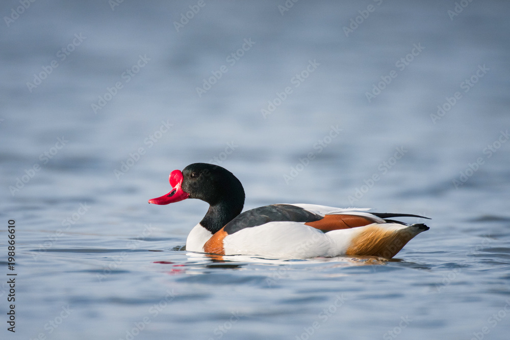 Common Shelduck (Tadorna tadorna) in beautiful evening light Common Shelduck (Tadorna tadorna) in beautiful evening light