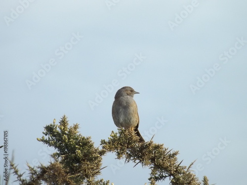 Accenteur mouchet du printemps photo