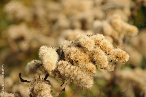 Autumn grass and plant seeds