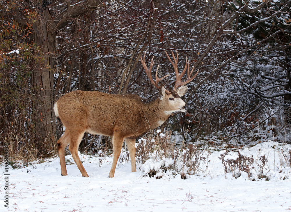 Fototapeta premium beautiful buck with large antlers