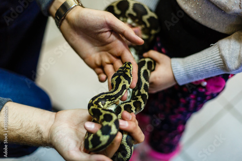 Beginner and popular snake for kids ball python python regius crawling on hand with selective