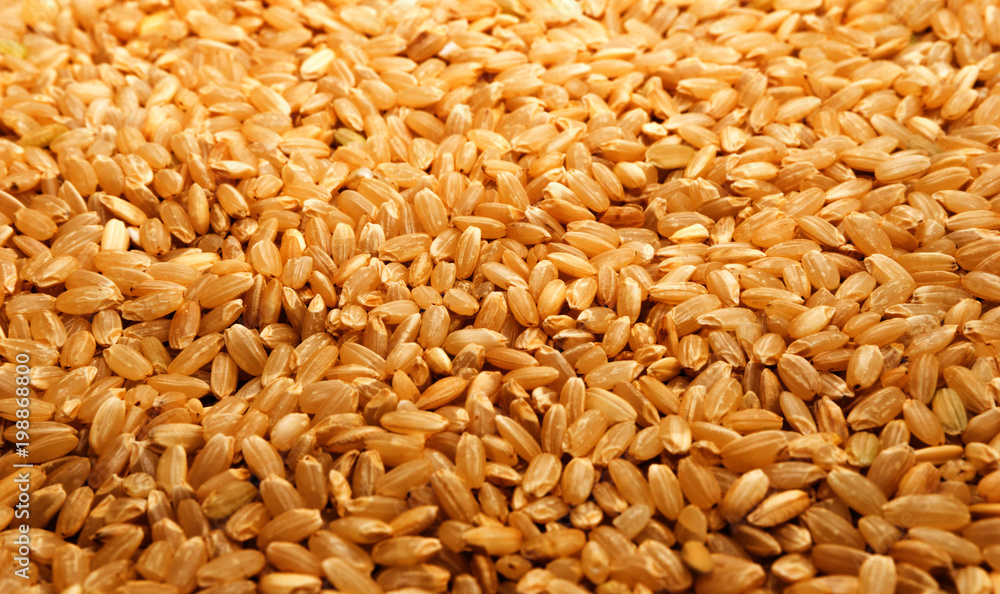 Brown rice background texture, yellow wild long grain natural rice, jasmine rice closeup Brown rice background texture, yellow wild long grain natural rice, jasmine rice closeup