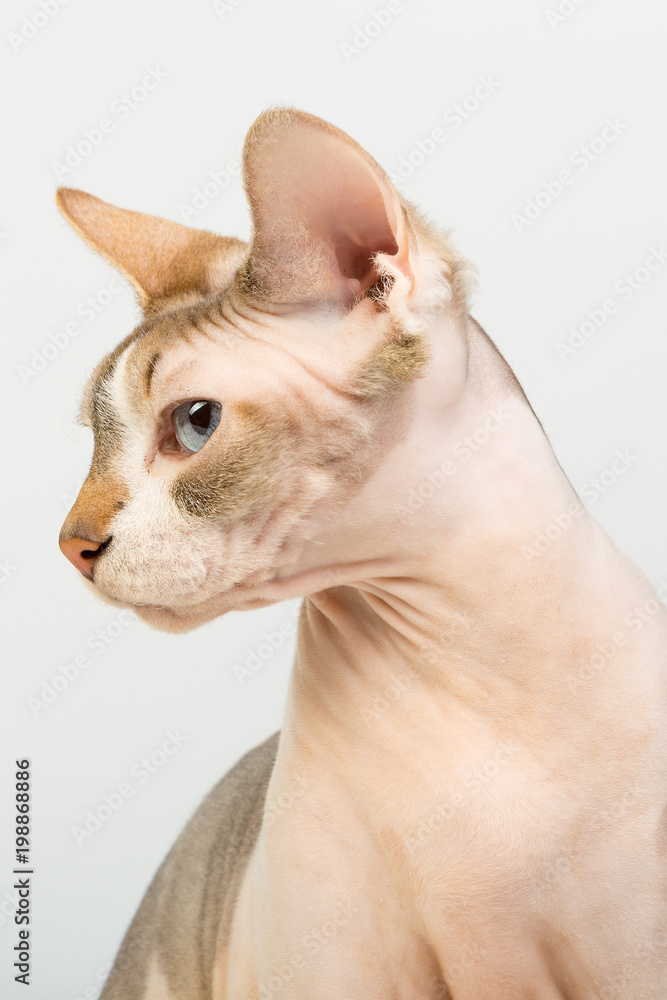 Bold sphinx cat with blue eyes close studio portrait