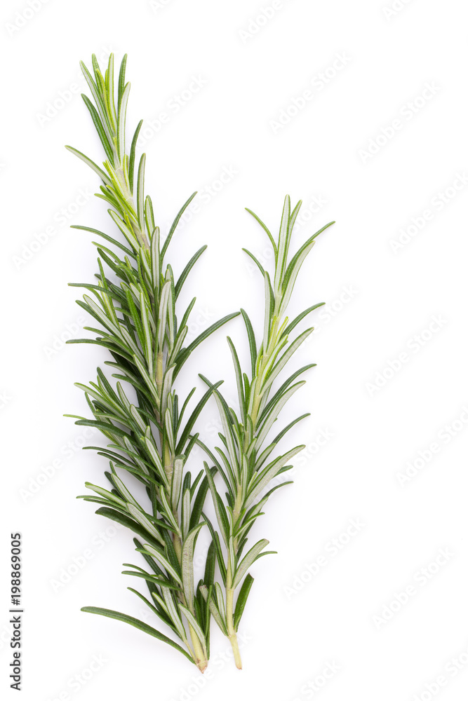 Rosemary spice on the white background.