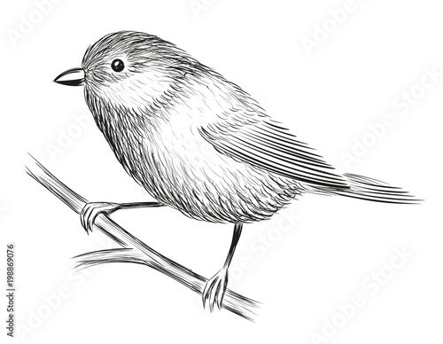 Cute Little Bird