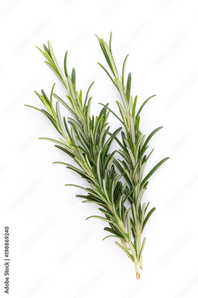 Rosemary spice on the white background.