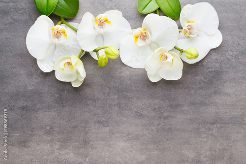 Beauty orchid on a gray background. Spa scene.