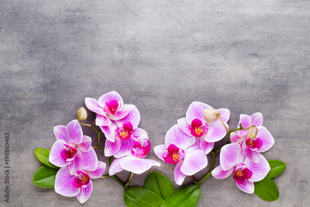 Beauty orchid on a gray background. Spa scene. Beauty orchid on a gray background. Spa scene.