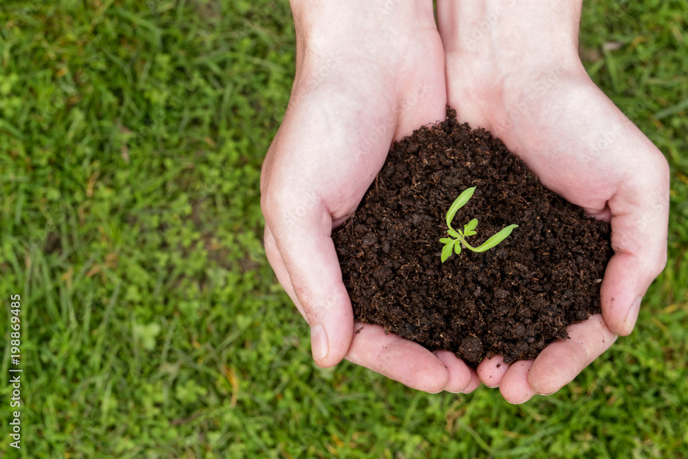 Hands holding plant seed germinting from the soil Hands holding plant seed germinting from the soil