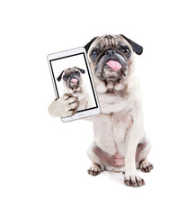 cute pug puppy with her tongue hanging out in the studio isolated on a white background taking a selfie